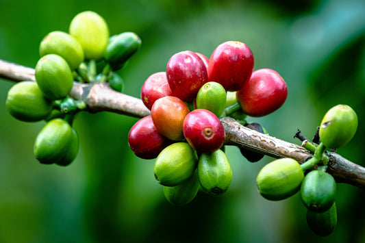 The Ultimate Guide to Single-Origin Coffee Beans: What Makes Them Special?